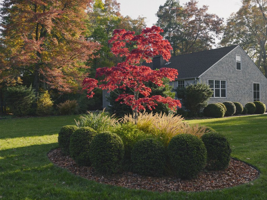A small red-leaved maple glowing in autumn sun above an island bed of clipped evergreen mounds and golden grasses, with a shingled house and autumn trees behind