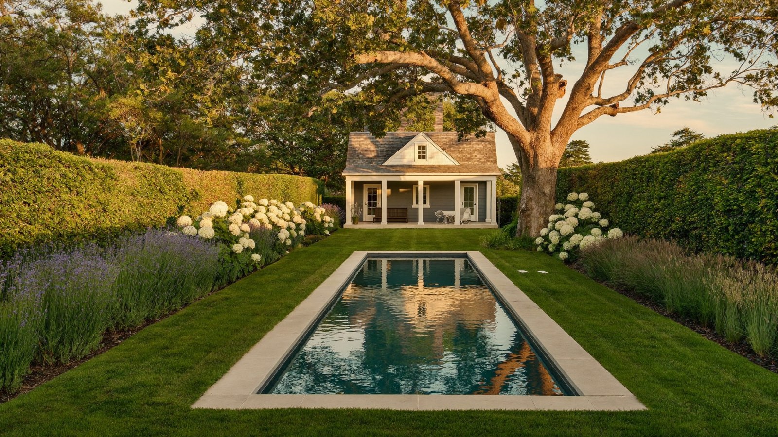 A long rectangular pool with pale coping set into a lawn between tall clipped hedges, white hydrangeas and lavender, with a small shingled pool house under a spreading tree