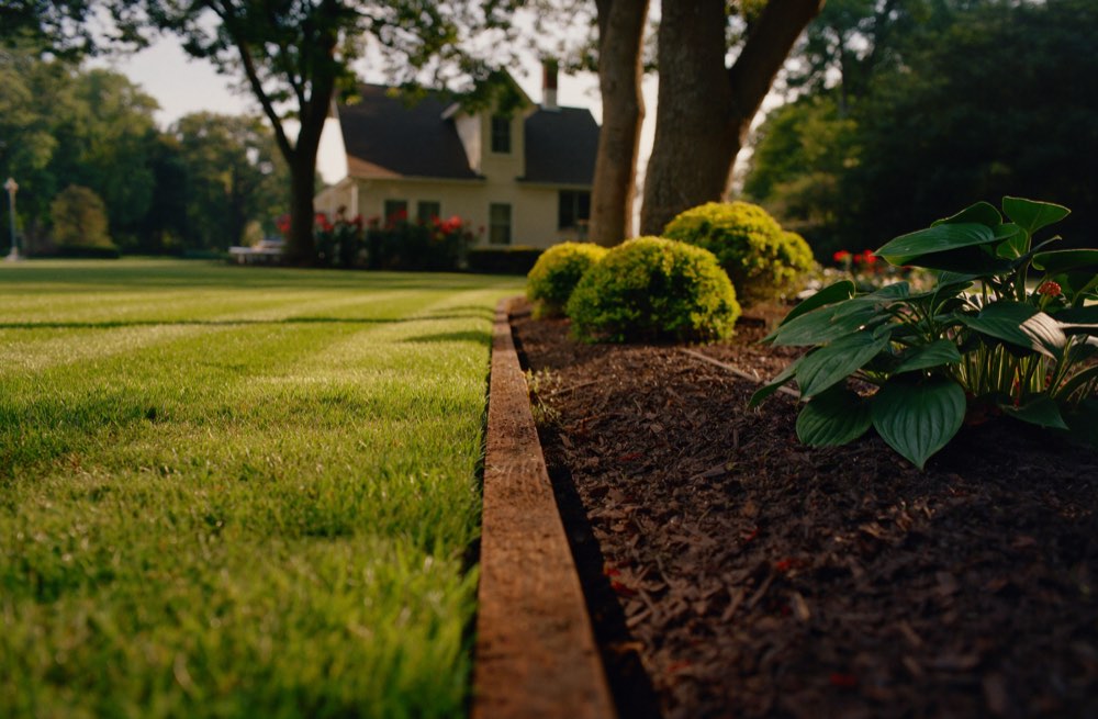 A low view along a clean edge between a striped lawn and a mulched bed of rounded shrubs and hostas, with mature trees and a house softly out of focus behind
