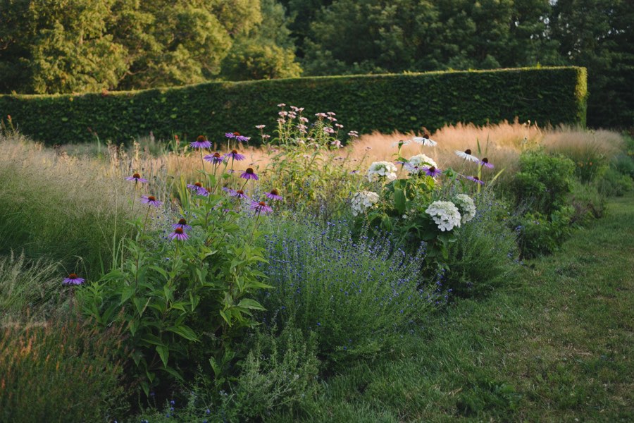 A deep late-summer border of purple coneflowers, blue salvia, white hydrangeas and feathery grasses beside a mown path, with a tall clipped hedge behind
