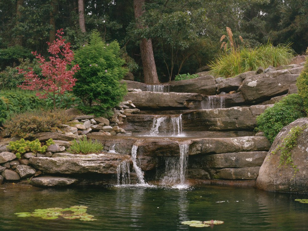 Water spilling down layered weathered boulders into a still pond with lily pads, with ferns, evergreen shrubs, grasses and a small red-leaved tree planted between the rocks